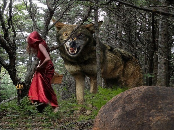 le loup et le chaperon rouge