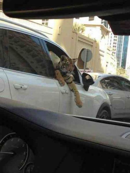 un tigre dans un voiture