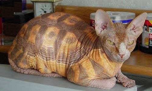 l-chat-tortue