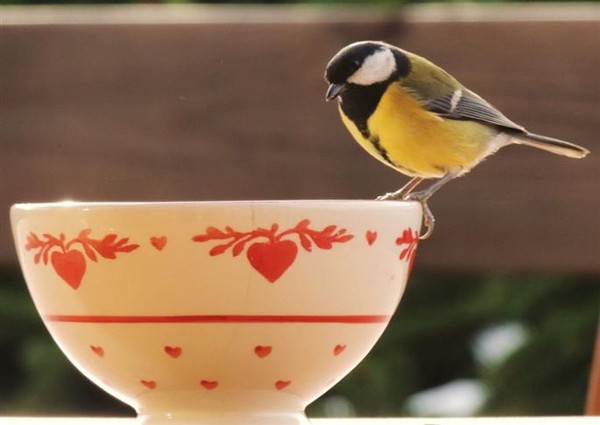 un oiseau sur une tasse