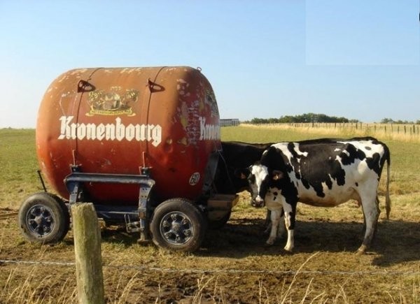 une vache qui  prend de la kromenbourg