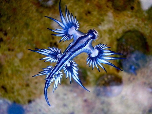 dragon-bleu-glaucus-atlanticus-01