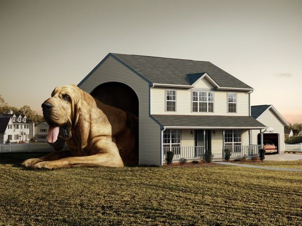 un chien et sa maison