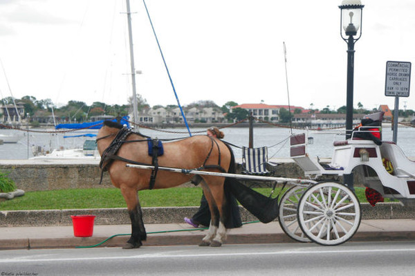 ou et la tête du cheval