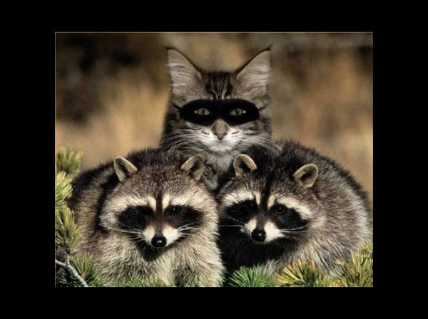 intus-imposter-raccoon-