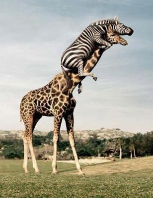 girafe et zebre