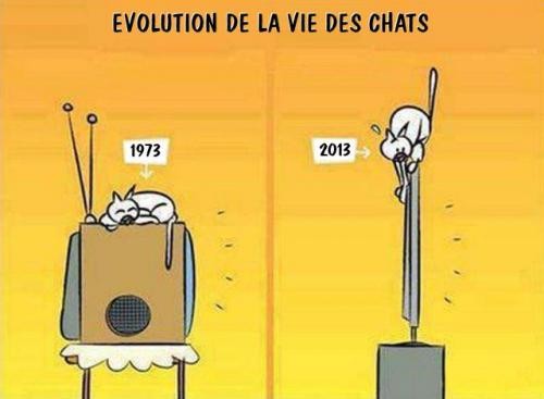 Evolution-de-la-vie-des-chats
