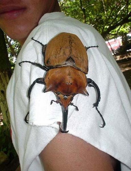 scarabée   géant  