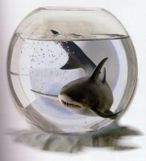 l-aquarium-requin