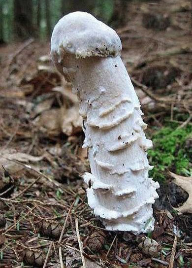 un champignon phallique