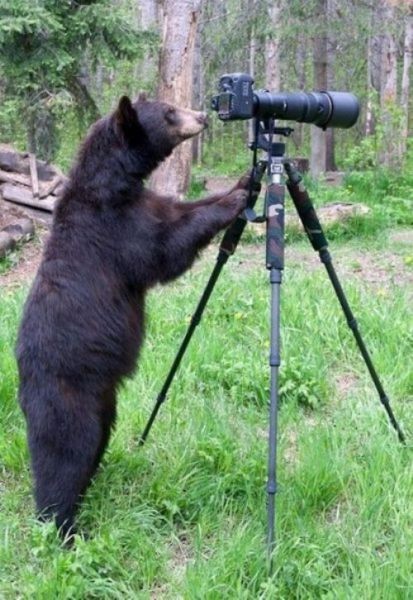 ours qui prend une photo