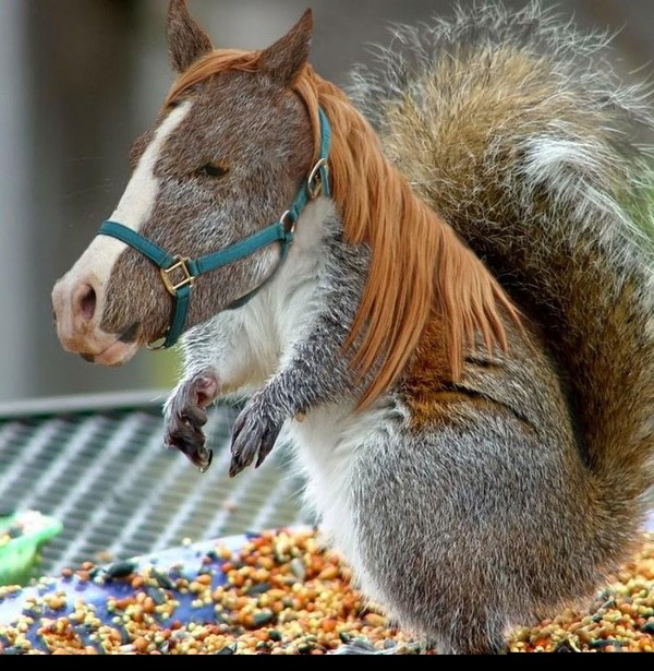cheval écureuil
