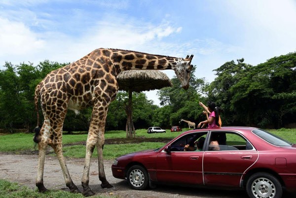 deux-fillettes-nourrissent-une-girafe-