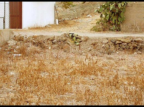 Camouflage-chat-illusion vert les pierre
