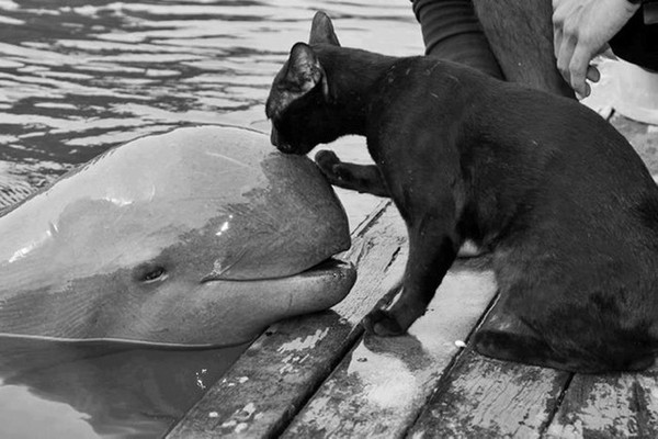 chat et dauphin