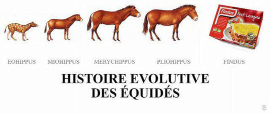 histoire-chevaux-