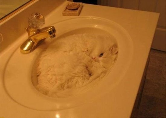 camoufflage-chat-blanc