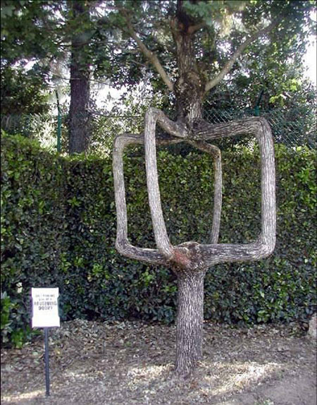 arbre-croche