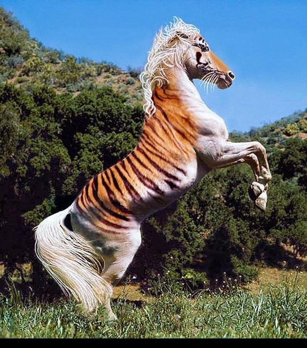 tigre cheval
