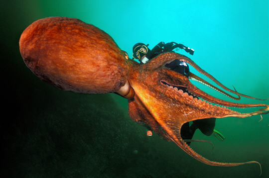 Octopus géante chevauchée par un Atlante intrépide