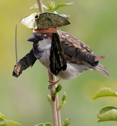oiseaux-pirate