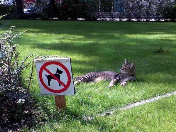 interdit au chien pas au chat