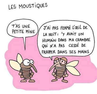 La-philo-du-moustique