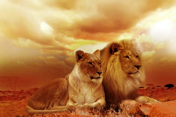 couple lion et lionne