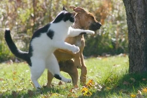 combat-chat-chien