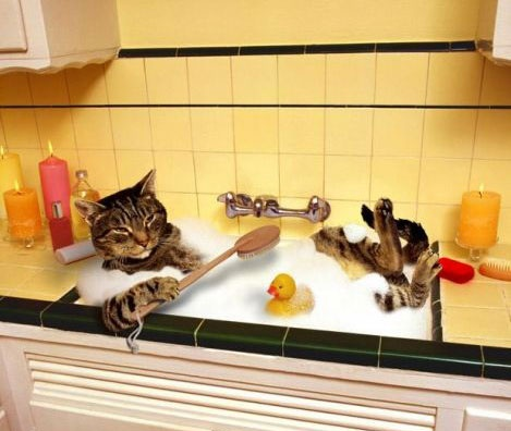 un chat qui prend son bain