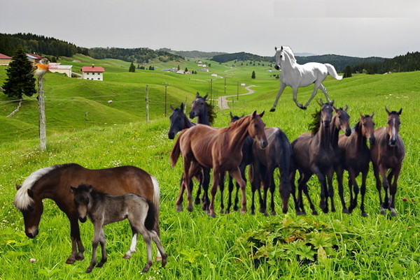 champs avec chevaux