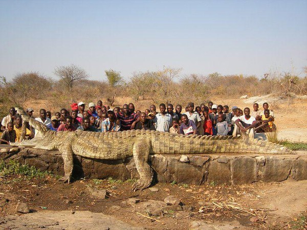 plus-gros-crocodile