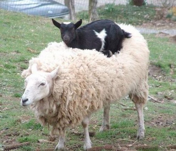 mouton et chevre