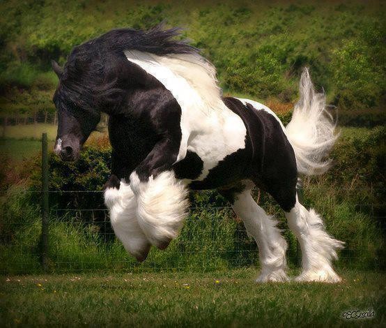 très jolie cheval