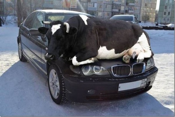 une vache sur le capot d'aune voiture