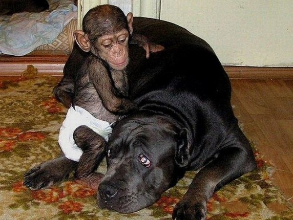 singe et chien