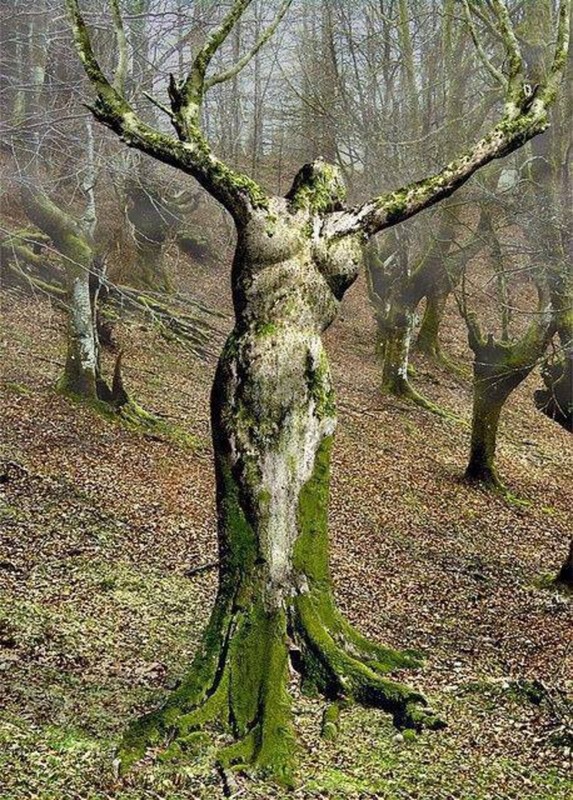 femme arbre