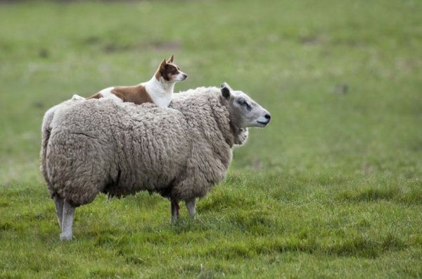 un chien sur le mouton