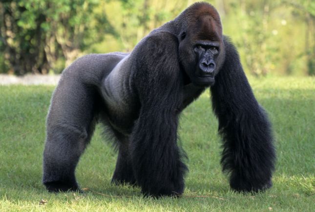 Gorille--