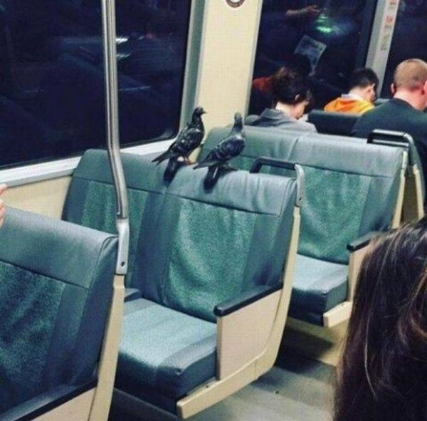 Pigeons-voyageurs