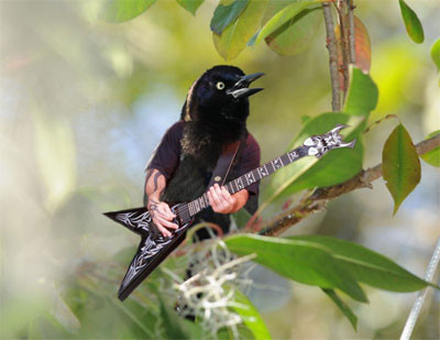 oiseau-guitare