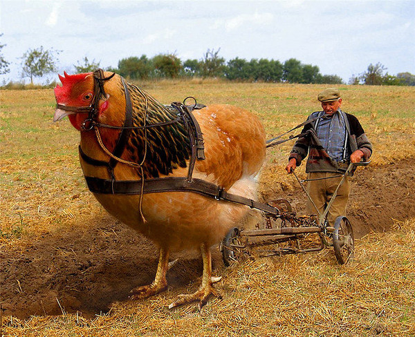 paysan et sa poule
