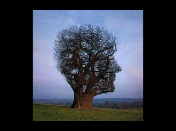 arbre-illusion