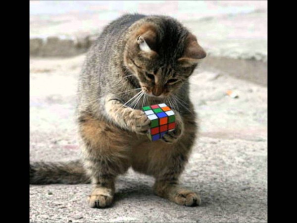 même le chat jou au rubic cube