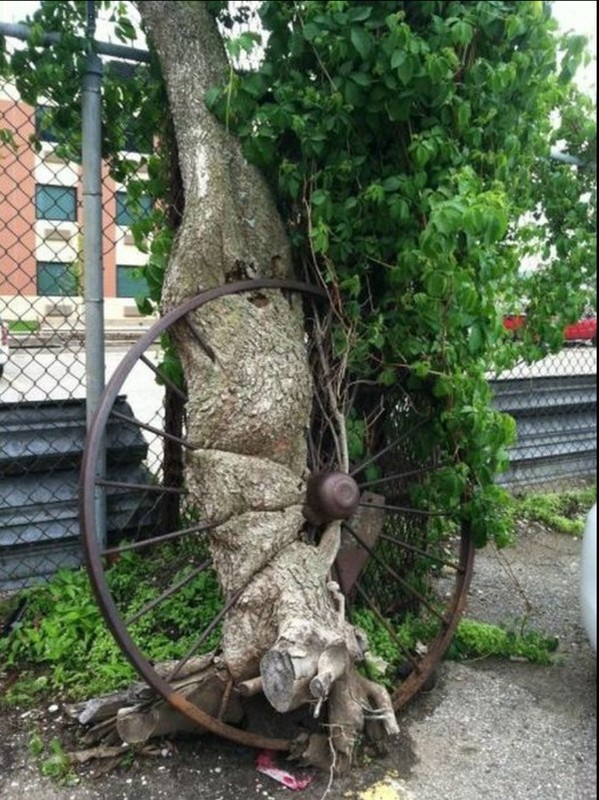 roue pris dans un arbre