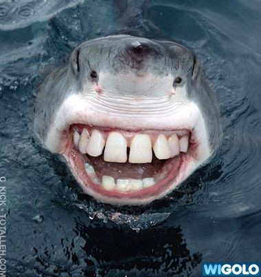 requin bell dents