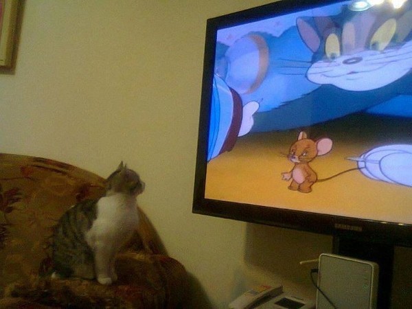 chat devant un ecran