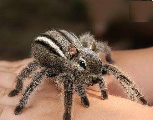 araignée écureuil