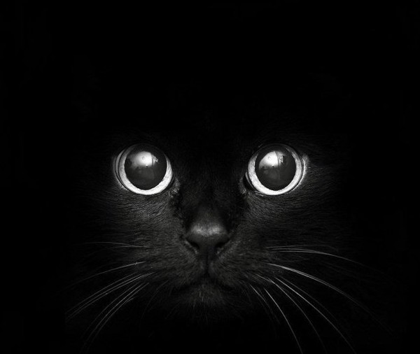 chaton-noir