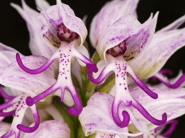 flowers-look-like-animals-people-monkeys-orchids-pareidolia-